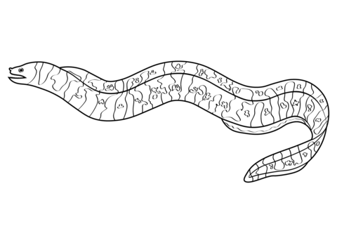 Zebra Moray (Gymnomuraena Zebra) Coloring Page